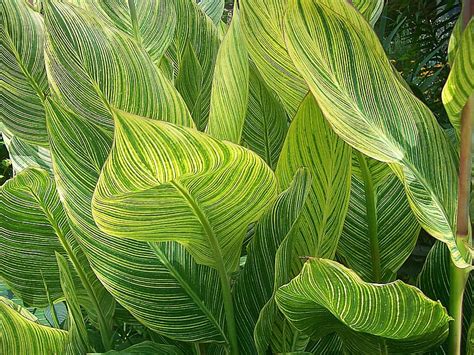 Variegated Canna Leaves Botanical Garden Plants Green Tropical