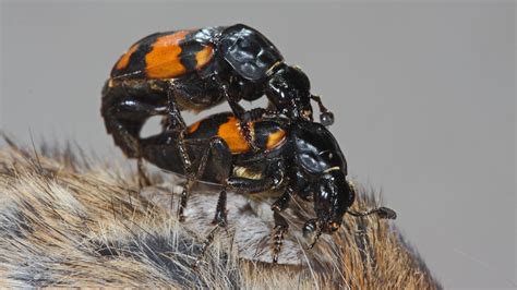 Beetle Moms Send A Chemical Signal ‘not Tonight Honey The New York