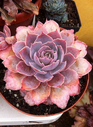 Echeveria Morning Light Succulents Colorful Succulents Growing