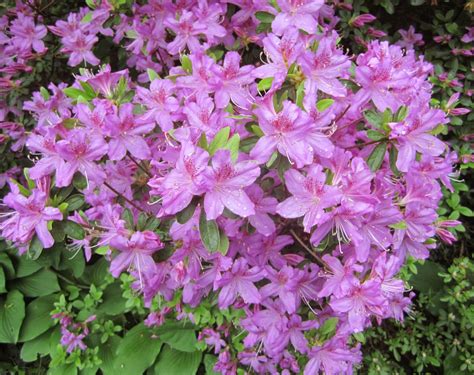 Jarvis House Pretty In Pink Spring Flowering Shrubs 2014 In The Jarvis