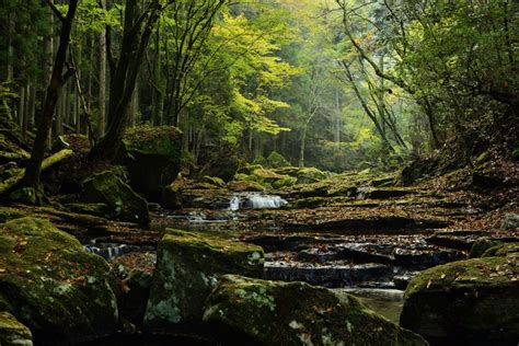 803753 4k 5k 6k Forests Stones Trees Moss Stream Rare Gallery