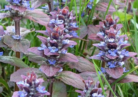 Photo Of The Bloom Of Bugleweed Ajuga Reptans Posted By Eclayne