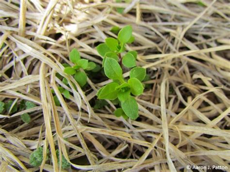 Purdue Turf Tips Weed Of The Month For March 2014 Is Common Chickweed