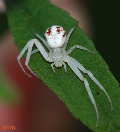 crab spider crab spider spider insects