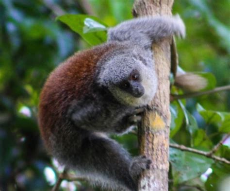 New Species Of Titi Monkey Discovered In Brazil Biology Sci