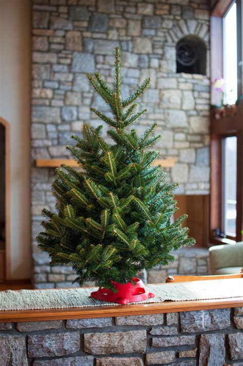 Live Tabletop Christmas Tree App Evergreens