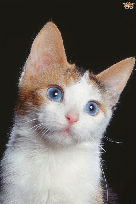 Beautiful Blue Eyed Cats Pets4homes