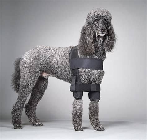 Shoulder Stabilization Vest For Dogs Medial Shoulder Instability