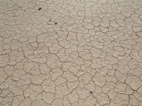 Xtremehorticulture Of The Desert Desert Soils Need Organics Added
