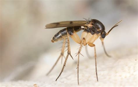 Fungus Gnat Identification And Control Guide