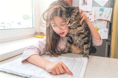 Best Cat Doing Homework Stock Photos Pictures And Royalty Free Images