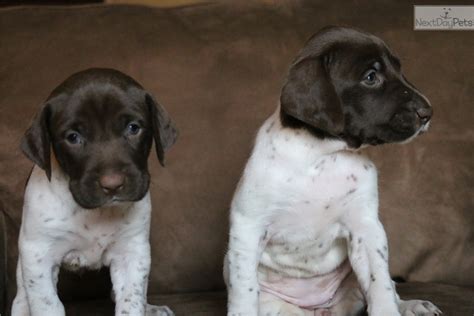 Kat loves puppies and makes sure each dog gets a healthy dose of love and affection every day. German Shorthaired Pointer puppy for sale near Sacramento, California | d0ad7e4f-d891
