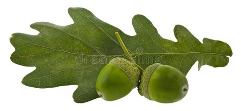 Green Oak Leaves And Acorns Isolated On White Background Stock Image