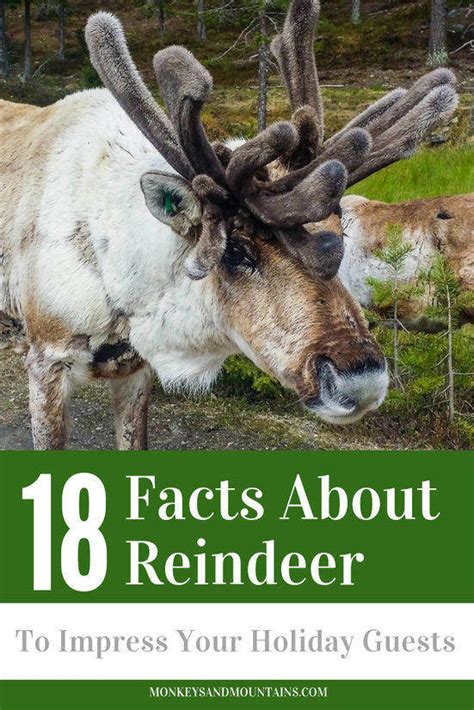 Reindeer 18 Facts To Impress Your Holiday Guests