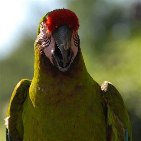 Military Macaw Ara Militaris Facts To Know About