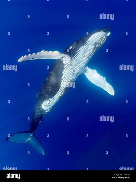 Humpback Whale Megaptera Novaeangliae Hawaii Usa Stock Photo Alamy