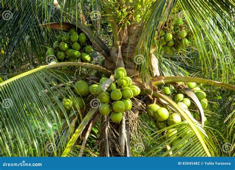 Green Coconuts Growing On A Palm Stock Photo Image Of Bright Blue