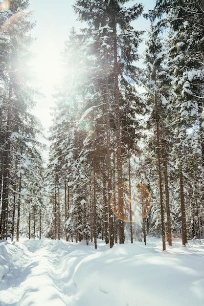 Premium Photo Sunny Winter Landscape In The Nature Footpath Snowy