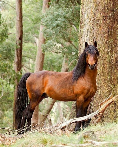 Gorgeous Bay Horse In The Woods Beautiful Shot Majestic Horse