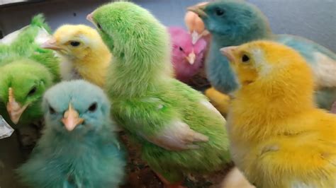 Menangkap Ayam Lucu Warna Warni Ayam Rainbow Dan Mengenal Warna Dari
