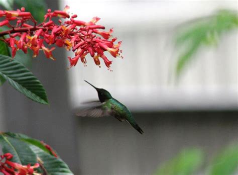 Choose varieties in red and orange shades. Native Plants That Attract Hummingbirds and Butterflies ...