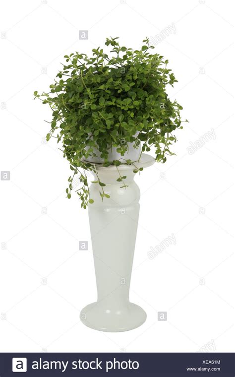 Peperomia Prostrata High Resolution Stock Photography And Images Alamy