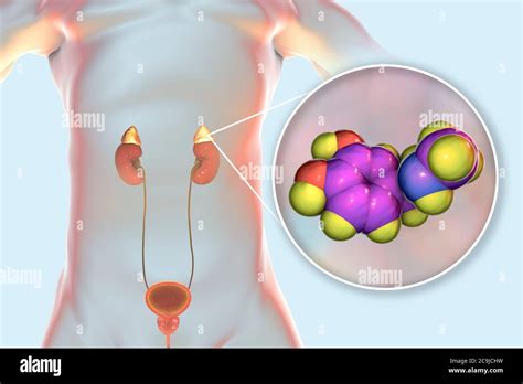 Ilustración de las glándulas suprarrenales y modelo molecular de adrenalina epinefrina La