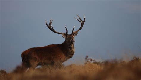 Wildlife In Cornwall Red Deer Stag Exmoor Rutt
