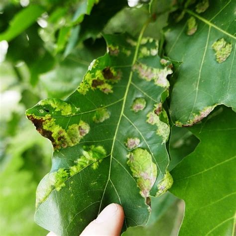 Common Midwest Oak Tree Diseases Oak Leaf Blister