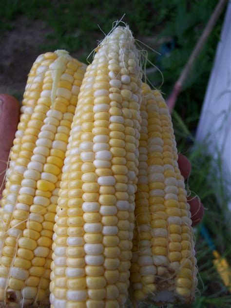 Photo Of The Fruit Of Sweet Corn Zea Mays Subsp Mays Candy Corner