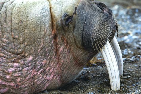 What Is A Walrus Walrus Habitat And Behavior Wild Focus Expeditions