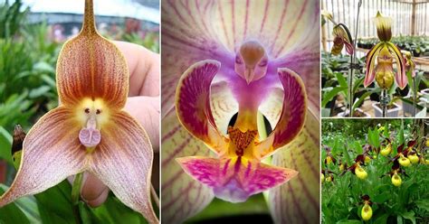 26 Most Rare And Unique Orchids Around The World