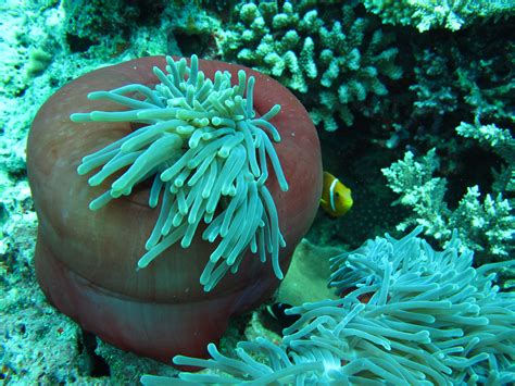 Free Images Underwater Green Coral Reef Invertebrate Clown Fish