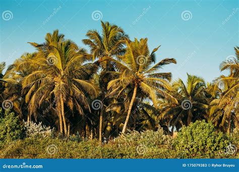 Goa India Coconut Trees Palms Among Other Greenery In Sunny Day Stock