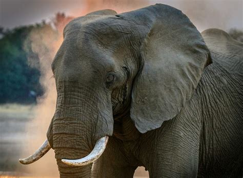 Meet the Largest Elephant Ever Recorded