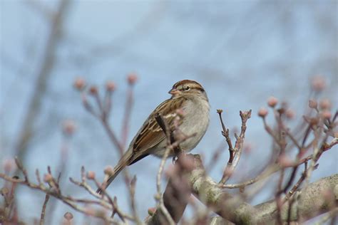American Tree Sparrow Eek Wisconsin