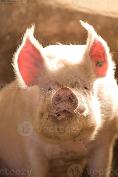 Funny Pig 846732 Stock Photo At Vecteezy