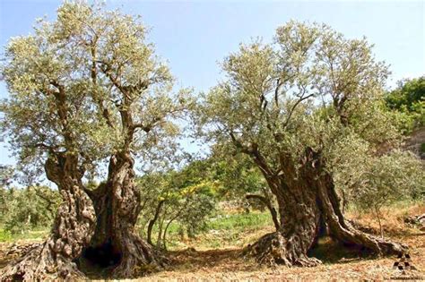 Oldest Classified Olive Trees In The World 6000 7000 Years Old In