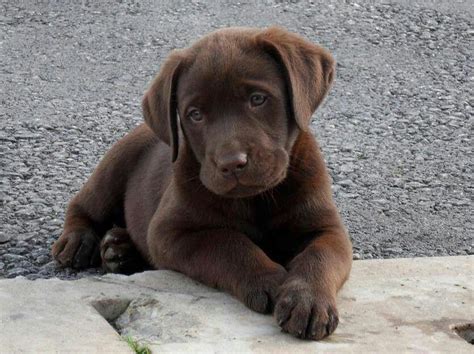 We live in the country and have a chocolate lab as. Labrador! What a cute lil Chocolate Pupy! # ...