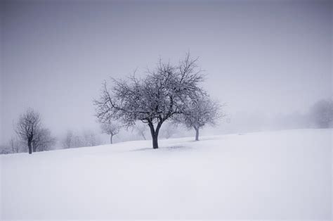 149587 Meadow Snow Photos Free And Royalty Free Stock Photos From