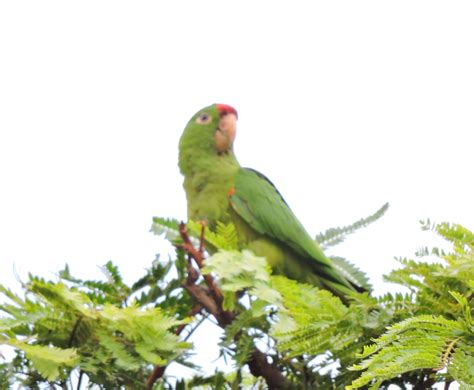Crimson Fronted Parakeet Parakeet Birds Arenal Volcano