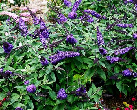 Pugster Blue Butterfly Bushes For Sale Online The Tree