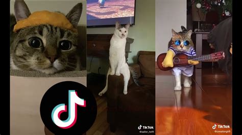 Ultimate Funny Tiktok Cats Compilation 😺🐾 Part 1 Youtube