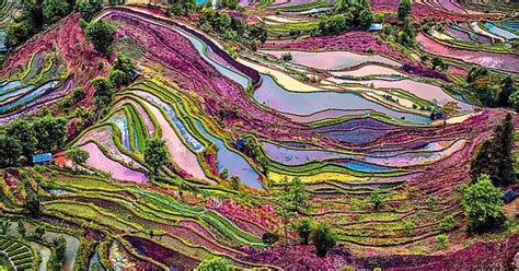 rice terraces china imgur