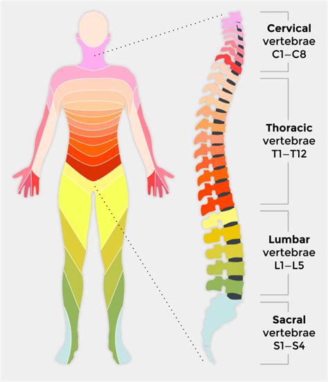 The vascularized groin and submental lymph node (vgln and vsln) flaps are valuable options in the treatment of lymphedema. Injury To The Spinal Cord Obstructs Nerve Impulses Leading ...