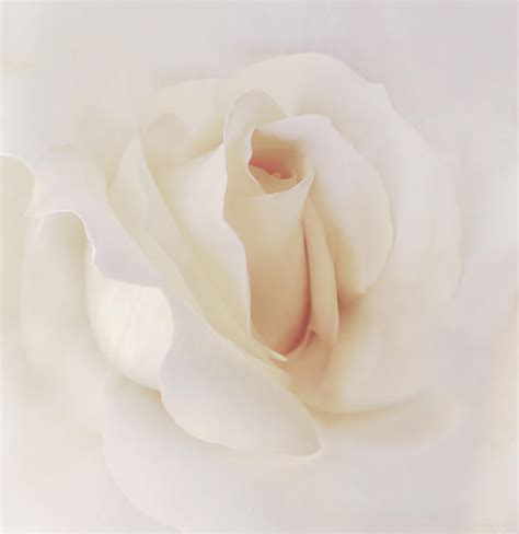 Ivory Rose Splendor Flower Photograph By Jennie Marie Schell