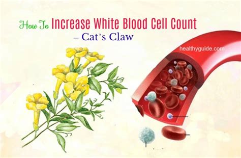 20 Tips How To Increase White Blood Cell Count In Babies And Adults Quickly