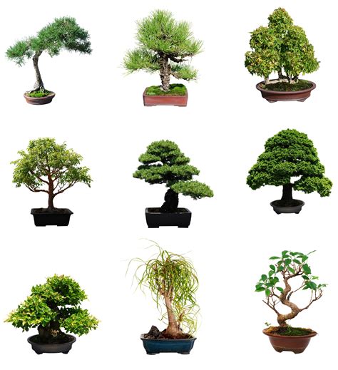 Bonsai Pots How To Take Care Of A Bonsai Tree