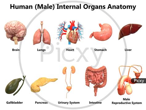 Not Angka Lagu Male Anatomy Internal Organs Russell Kightley