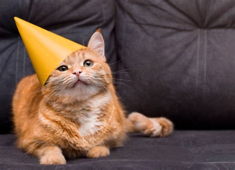 Orange Cat Wearing A Party Hat Stock Photos Pictures And Royalty Free